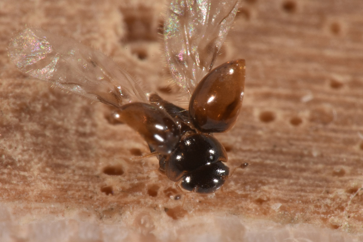 Clambidae: Clambus sp? S.